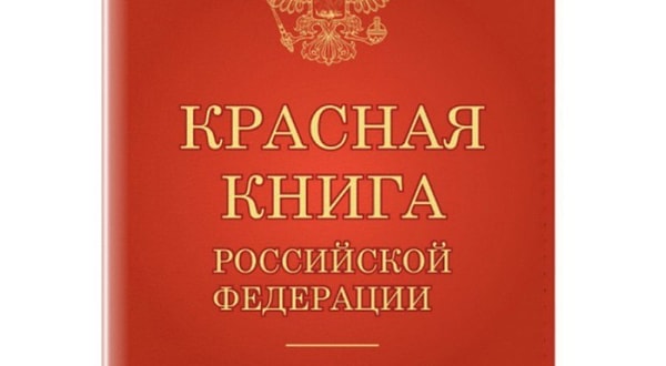 7. Что из этого внесено в Красную книгу РФ?