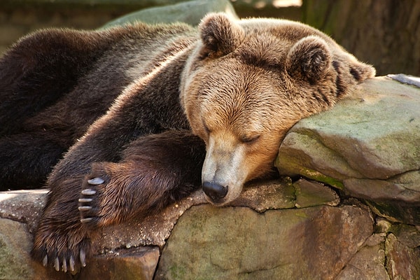 9. Какое из этих животных на зиму впадает в спячку?