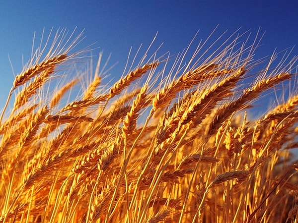 10. А когда люди сеют семена озимой пшеницы?