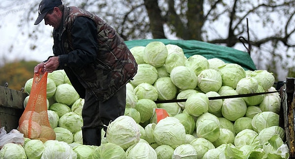 6. По законам американского штата Нью-Джерси капусту разрешено продавать в любой день недели, кроме воскресенья.