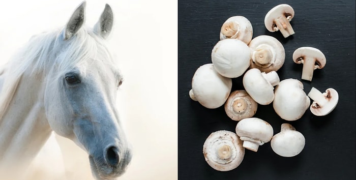 Тест: Достаточно ли вы чисты сердцем, чтобы определить, изображена на картинке еда или лошадь?