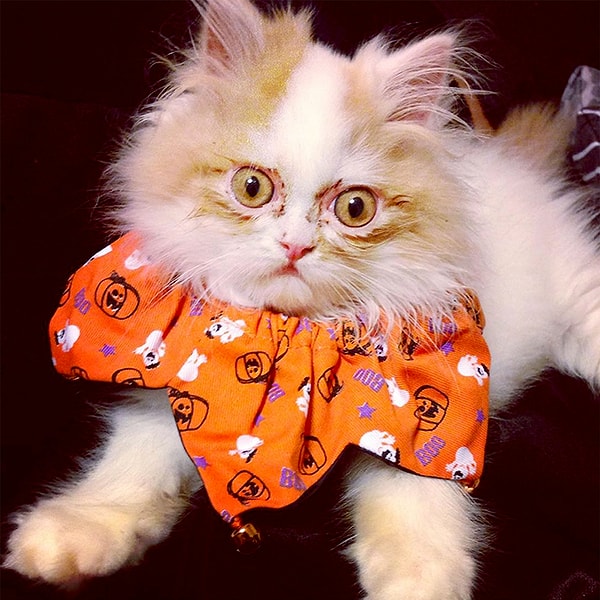 А злодейское выражение морды было присуще ему с раннего детства.