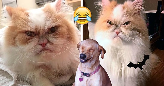 Котик Луи выглядит так, как будто пришел забрать вашу душу