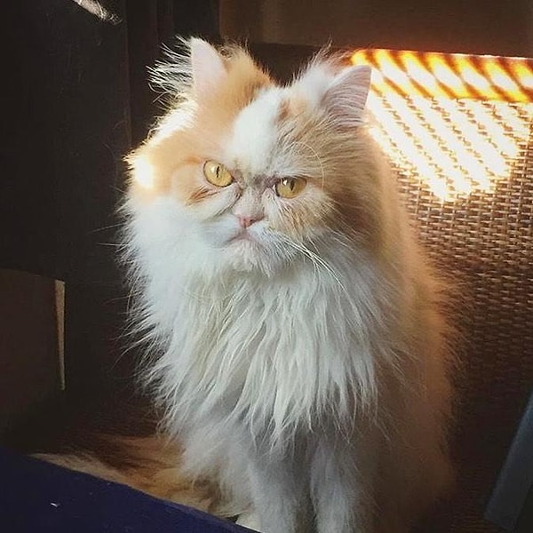 Некоторое сходство есть, не так ли? =)