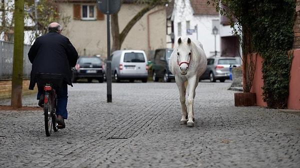 9. Один из законов обязывает лондонские отели принимать не только гостей, но и их коней.