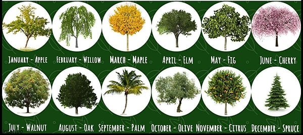 Итак, выберите свой месяц рождения и узнайте дерево, покровительствующее вам.