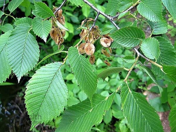 Апрель - Вяз