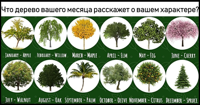 Тест: Что расскажет дерево вашего месяца рождения?