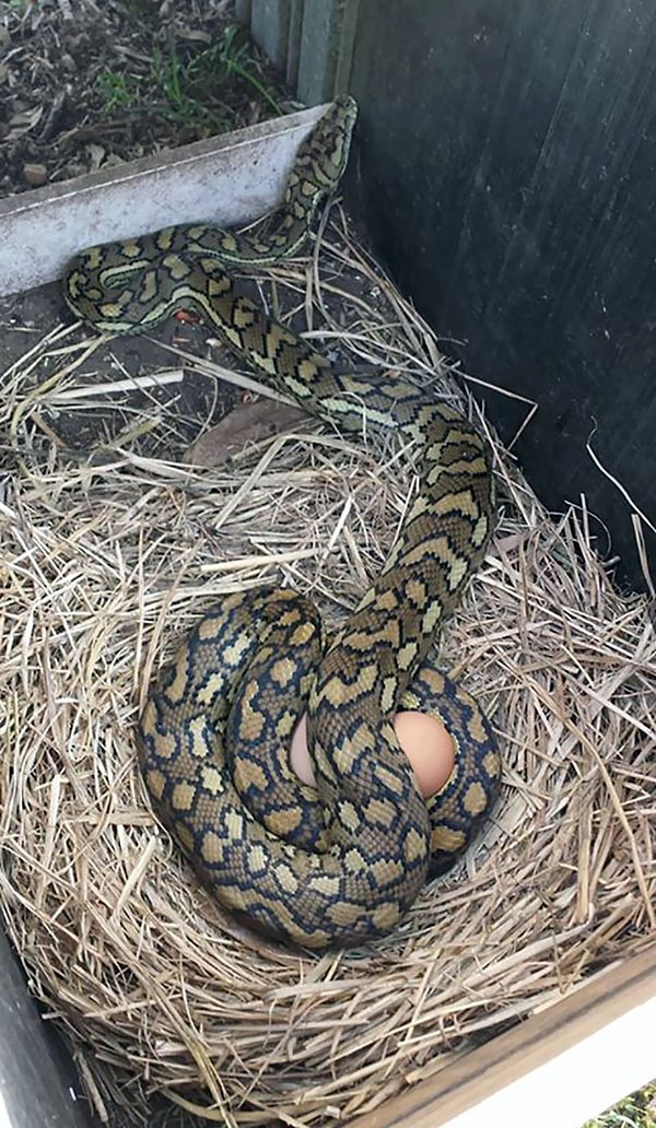 13. Когда пошел проверить, снесли ли курочки яички...