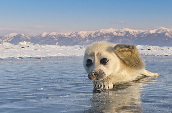 10. Белёк — это чей новорожденный?