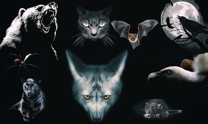 Тест: Выберите животное и узнайте самый мрачный аспект своей личности