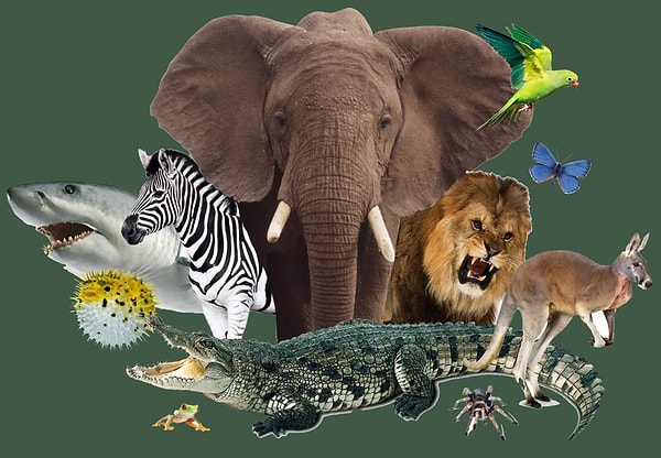 11. Кто ваше тотемное животное?