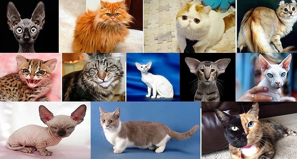 Итак, какой из домашних питомцев приглянулся вам больше всех?