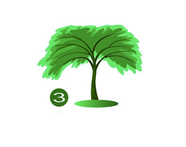 Дерево  № 3