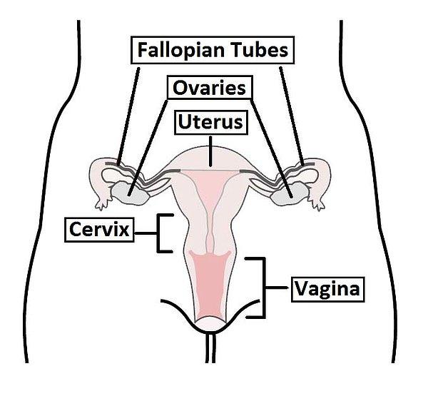 Oysa vajina aslında bir iç organ ve dışarıdan görülmez.