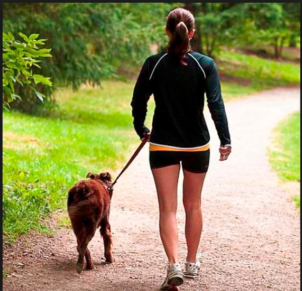 12. Что вы делаете, когда идете мимо человека с собакой?