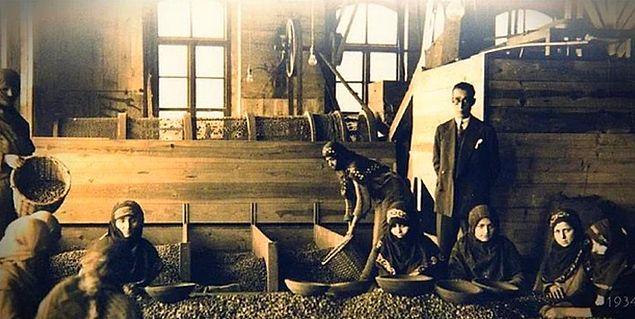Fındık işleme fabrikası, Giresun, 1934.