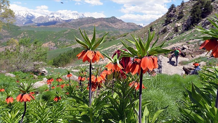 Koruma Altındaki Ters Laleleri Toplayanlara 'Biyolojik Çeşitliliği Tahrip Etmek' Suçundan 180 Bin Lira Ceza