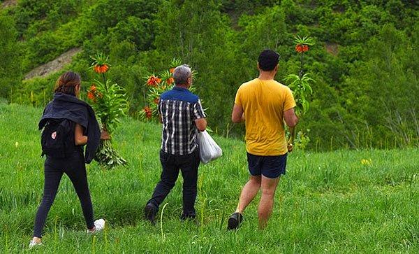 Ovacık ilçesine bağlı Ağaçpınar köyünde çiçeklerin toplayan 3 kişi, bölgeye fotoğraf çekmeye gelen doğaseverler tarafından görüntülenmişti.