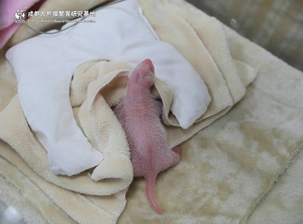 Bir panda doğduğunda ağırlığı genellikle 140 gram civarında oluyor. Bu nedenle 5 Haziran'da dünyaya gelen bu yavru pandaya "hafif tombul" diyebiliriz.