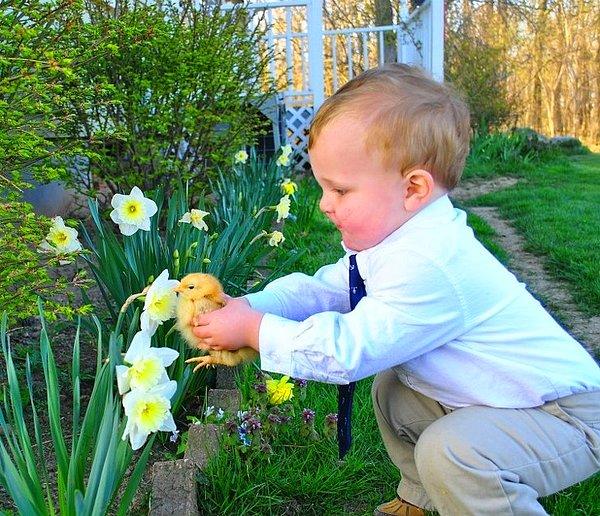 “Yeğenim evcil tavuğu Bisküvi'nin çiçek koklamasına yardım ediyor.”