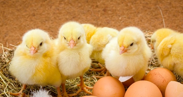 6. А вы знаете, сколько суток курица высиживает цыплят?