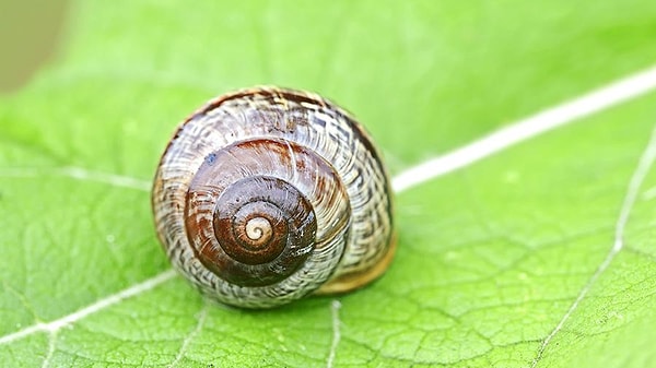 12. А сколько ног у улитки?