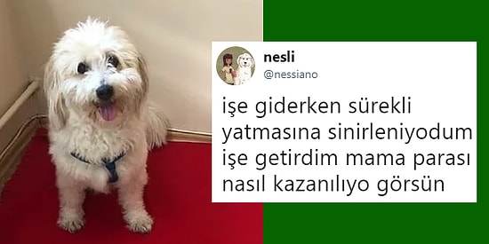 Sizlere İkinci Bayram Tatilini Yaşatacak Kalitede Son Dönemin En Çok Güldüren 15 Olayı
