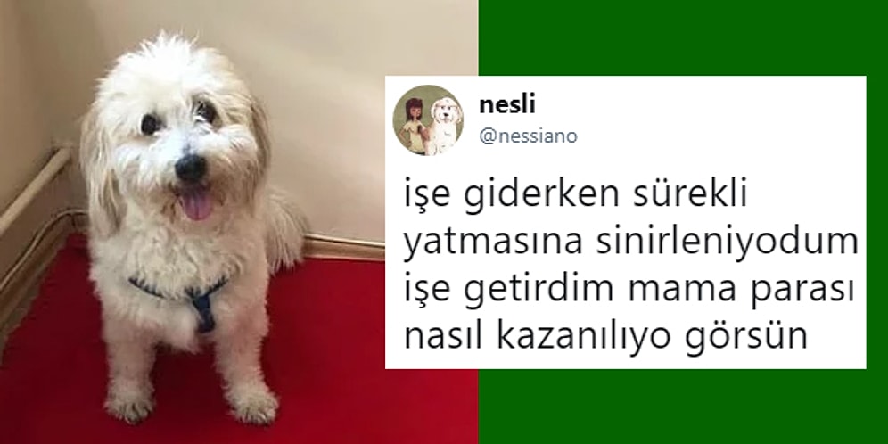 Sizlere İkinci Bayram Tatilini Yaşatacak Kalitede Son Dönemin En Çok Güldüren 15 Olayı