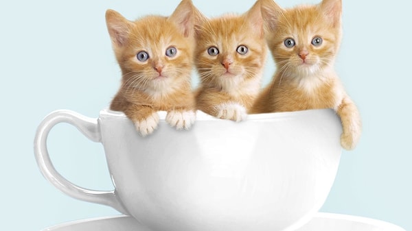 8. А текстура у меха какая?