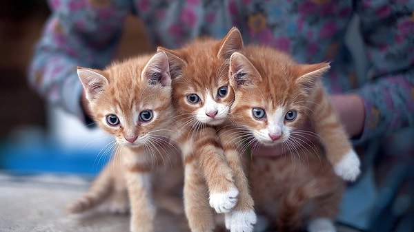 9. Настал черед хвоста: