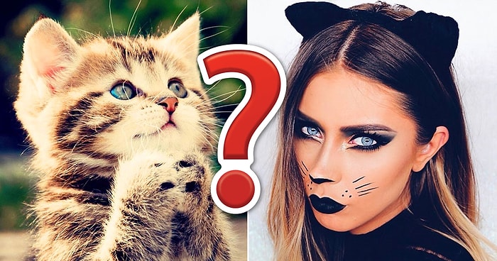 Тест: Создайте себе котика мечты, а мы попробуем угадать, как вы выглядите