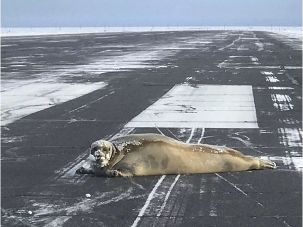 1. Это обычная взлетная полоса...