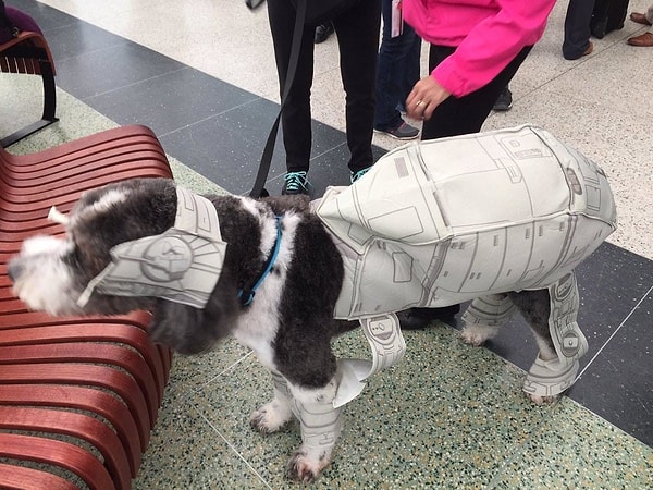 3. Костюм для песика