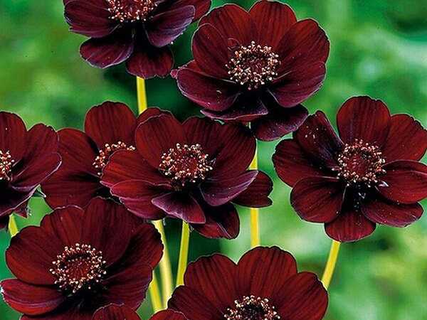 10. А знаете ли вы, какой аромат источает Черная Космея?