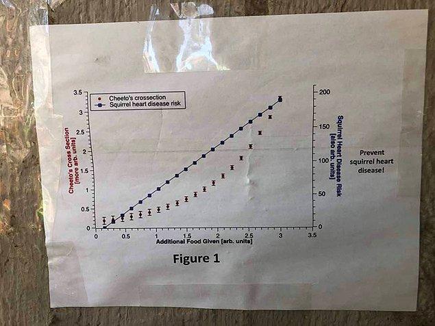 Fizik öğrencileri ayrıca Cheeto'nun yemek oranı ile sincapların kalp hastalıkları oranı arasındaki bağlantıyı da grafikle gösterdiler.