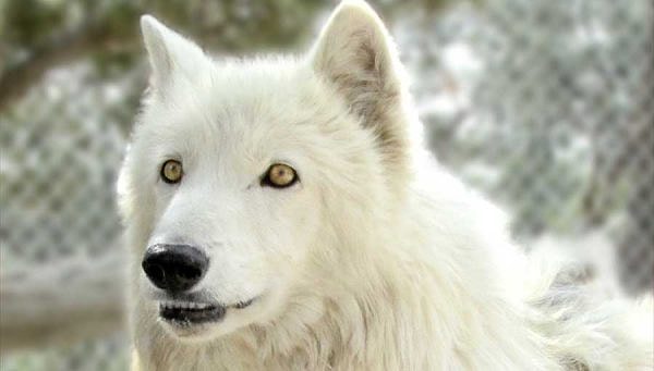 14. И последний вопрос: как зовут Лютоволка Джона Сноу?