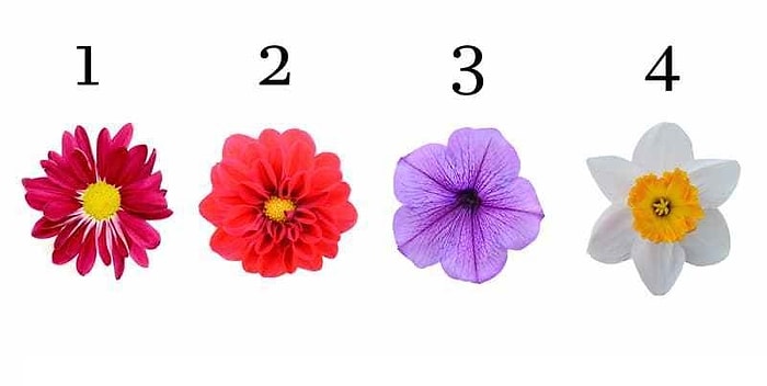 Тест: Цветок, который вас притягивает, раскроет потаенные уголки вашей личности