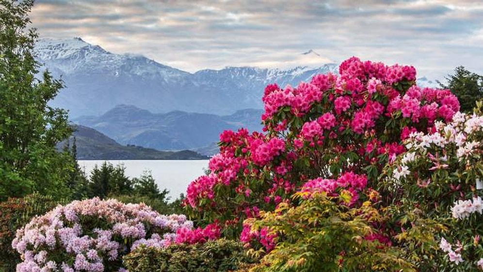 Kendi Sonumuzu Hazırlıyoruz: Dünyada Son 250 Yılda 600'e Yakın Bitki Türünün Nesli Tükendi