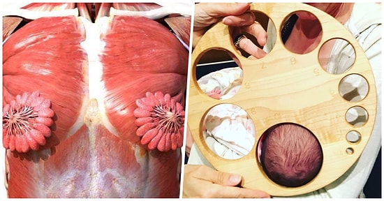 Kadın Vücudunun Ne Kadar Büyüleyici Olduğunu Kanıtlayan Bu Gerçekleri Öğrenince Çok Şaşıracaksınız!