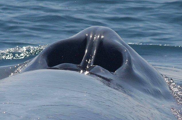 12. Mavi balinanın devasa bir burna benzeyen hava deliği:
