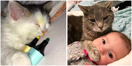 Minnoşlukları ve Psikopatlıklarıyla Başımızın Tatlı Belası Olmuş ve İyice Bizlere Benzemeye Başlamış 21 Kedi