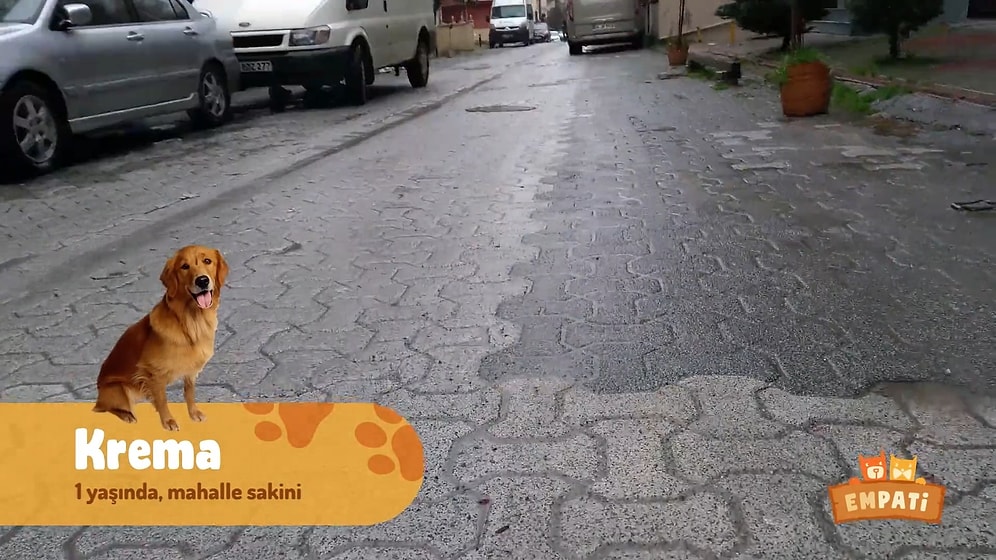 Dünyayı Sokak Hayvanlarının Gözünden Görmeye Var mısınız?