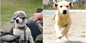 Bilimsel Çalışmalar Sonucunda Sadık Dostlarımız Köpeklerin Yalan Söyleyen İnsanları Tespit Edebildikleri Kanıtlandı