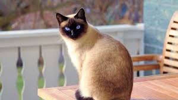 8. В каком из исторических зданий имеют законное право проживать кошки?