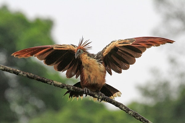 9. Птица гоацин уникальна потому что ...