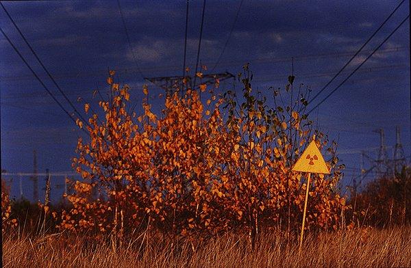 6. Çernobil'in etrafındaki bölge, ölü ağaçlardan dolayı Kırmızı Orman olarak adlandırılıyor.