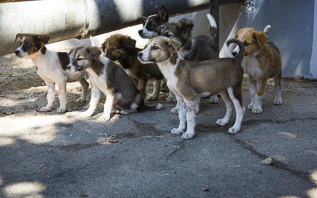 11. Ancak Çernobil ve Dışlama Bölgesi ormanlarında hala hayatta kalan yüzlerce sokak köpeği var.