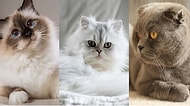 Senin Ruhun Hangi Kedi Irkına Ait?
