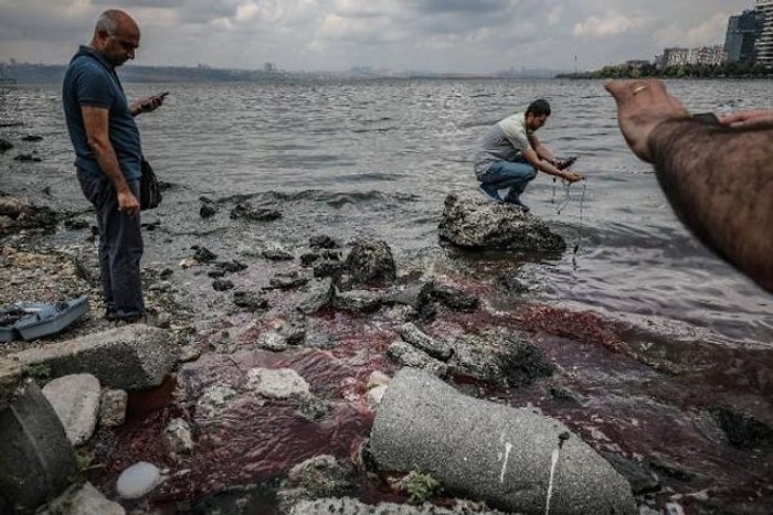 Küçükçekmece Gölü'nde Toplu Balık Ölümleri: 'Hem Su Kalitesi Hem de Biyoçeşitlilik Bitmiş Durumda'